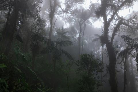 Yanacocha Reserve / Tandayapa Ecuador